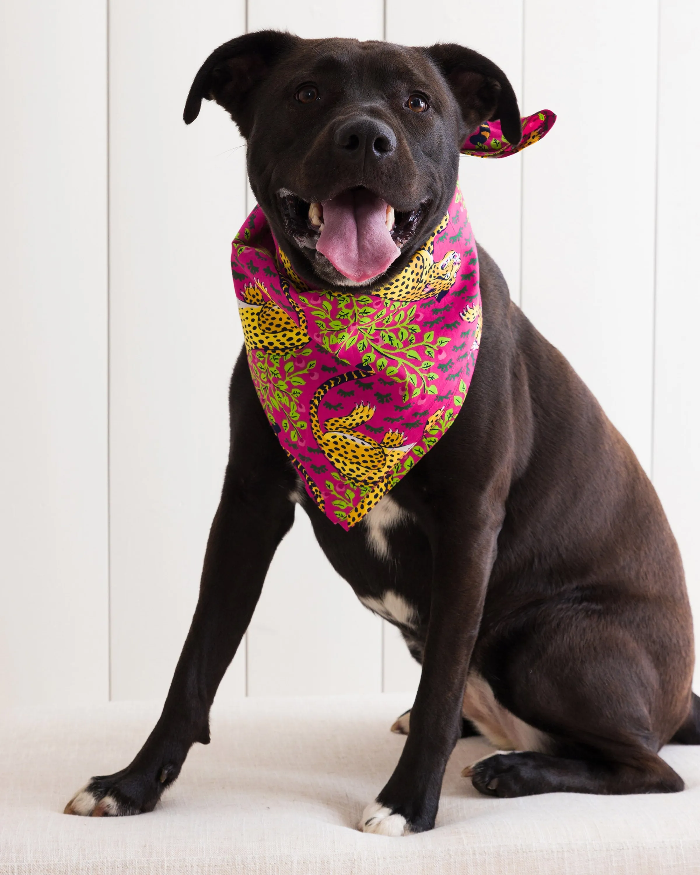 Printfresh Bagheera