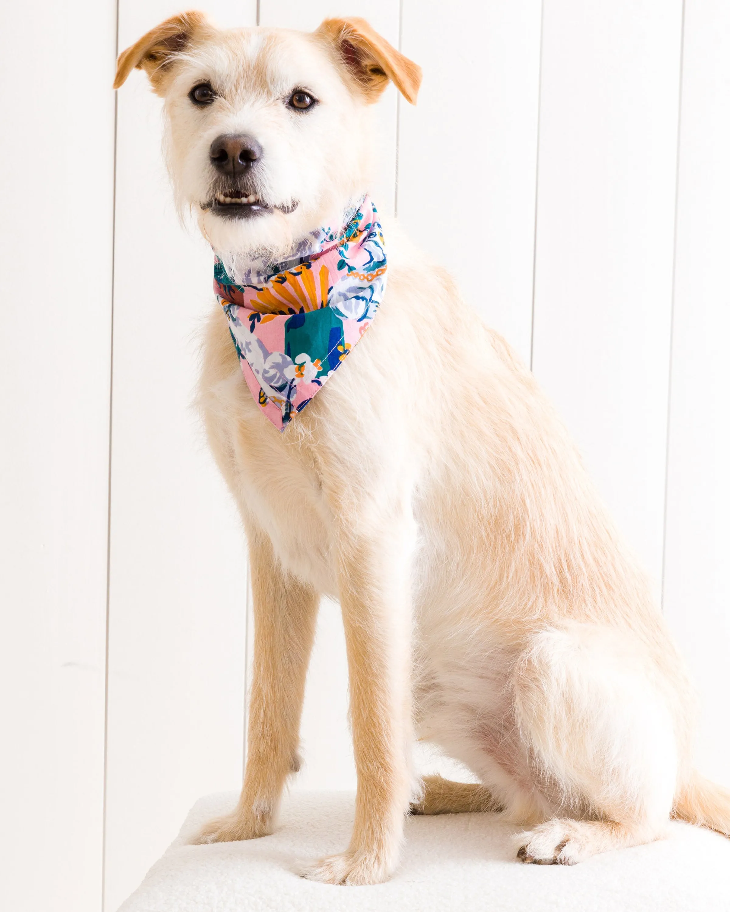 Printfresh Good Dog